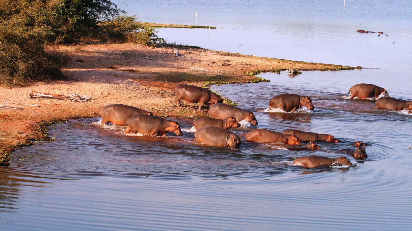 Kariba safari and shoreline experience