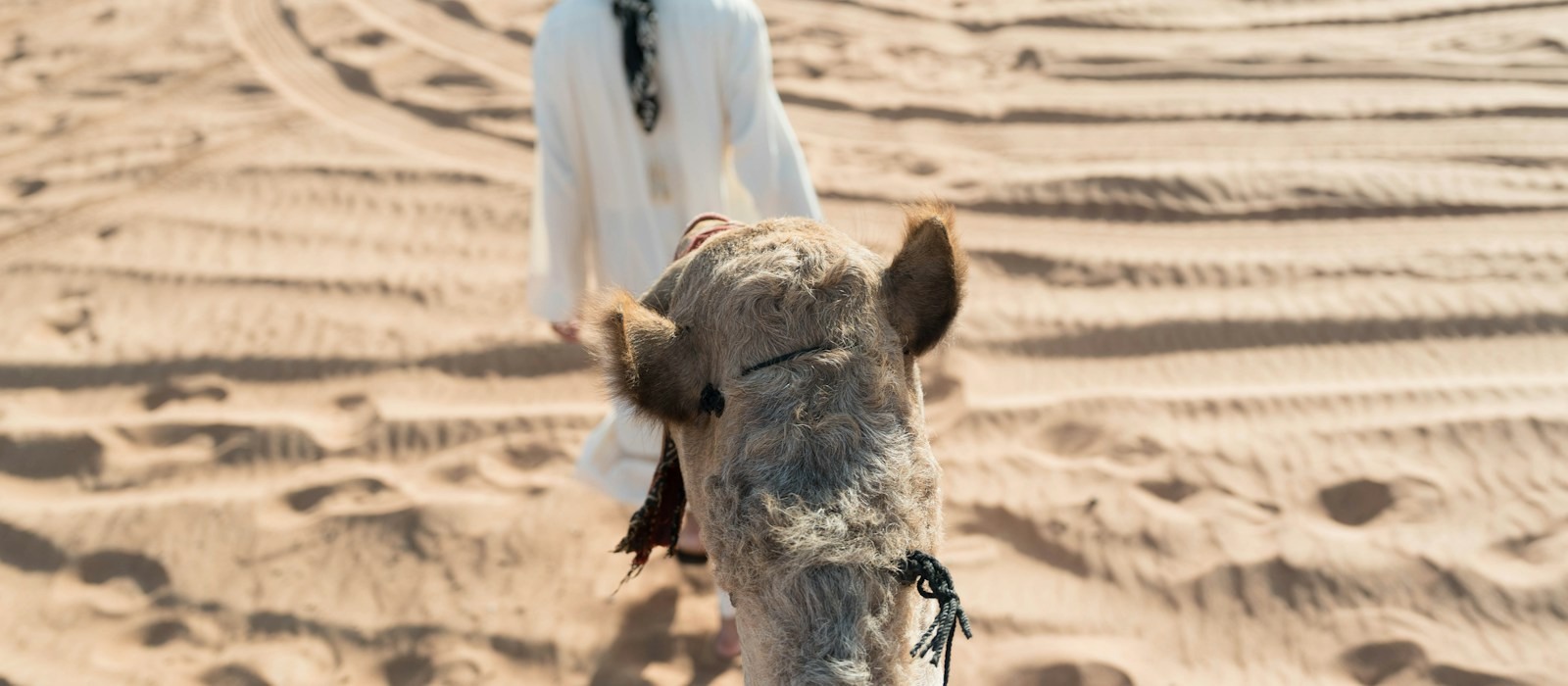 Camel heritage and desert experience in the UAE
